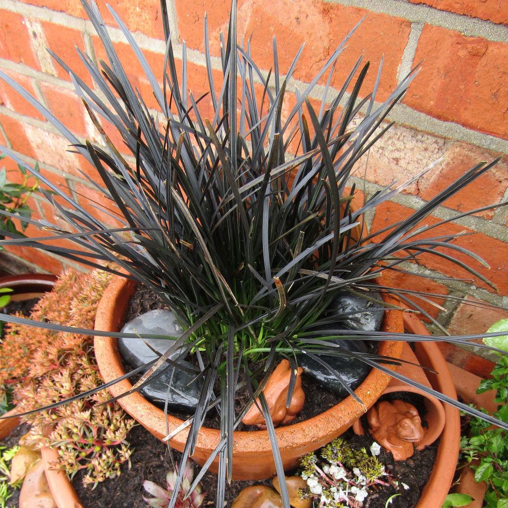 Ophiopogon planiscapus Hosoba Kokuryu