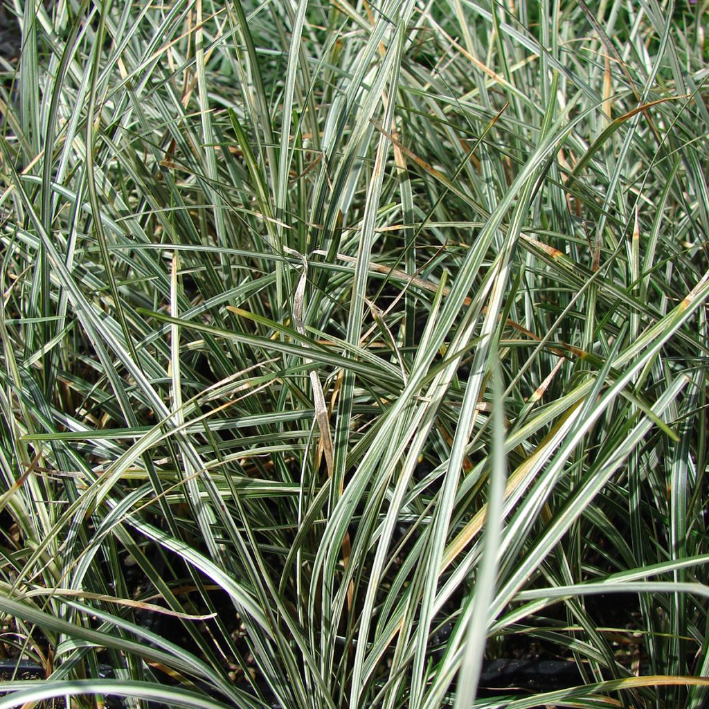 Ophiopogon japonicus Silver Mist