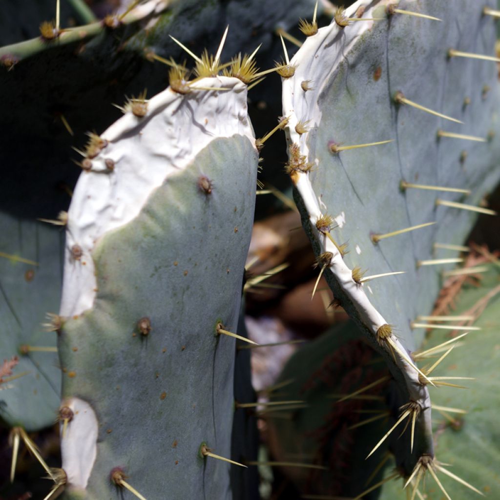 Opuntia engelmannii var. alta - Prickly Pear