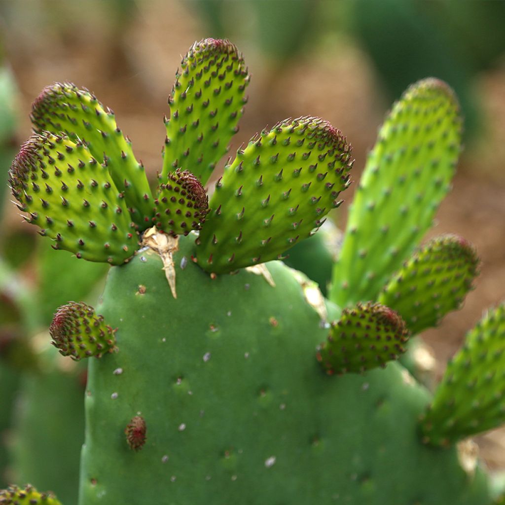 Opuntia engelmannii var. alta - Prickly Pear
