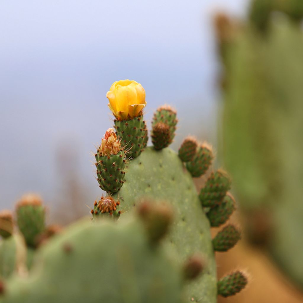 Opuntia engelmannii var. alta - Prickly Pear
