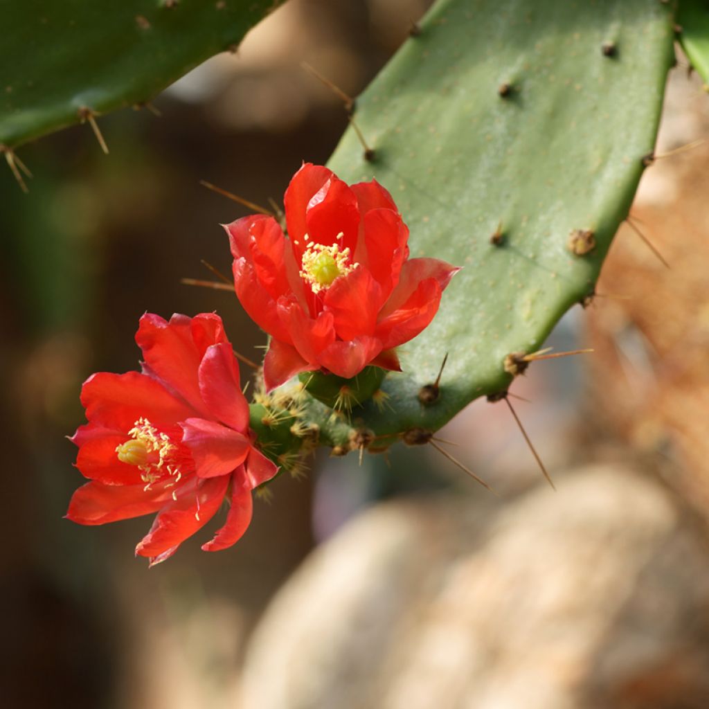 Opuntia bergeriana - Prickly Pear