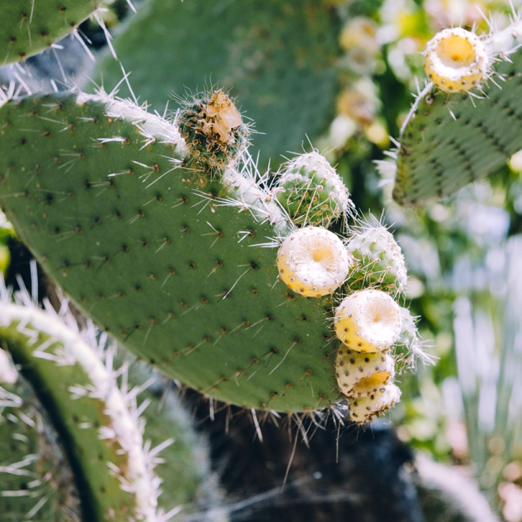 Opuntia bergeriana - Prickly Pear