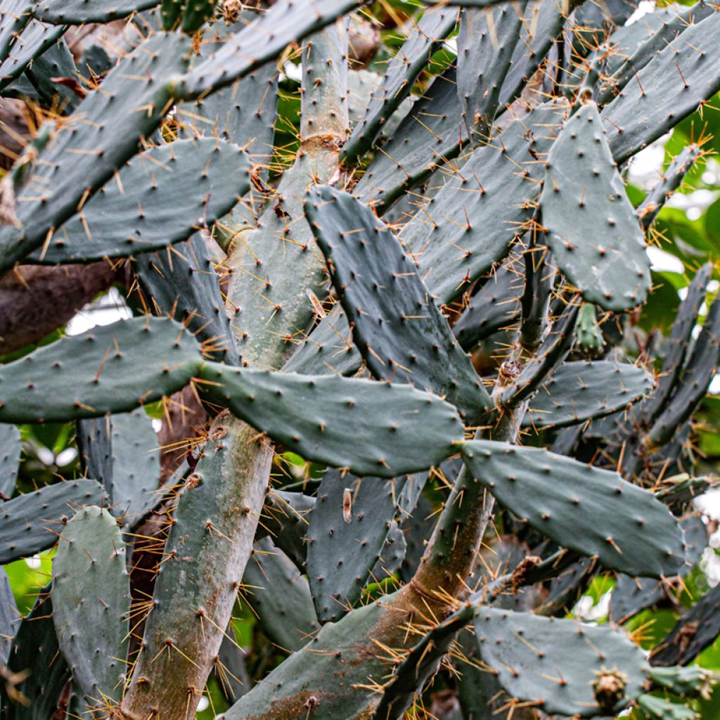 Opuntia bergeriana - Prickly Pear