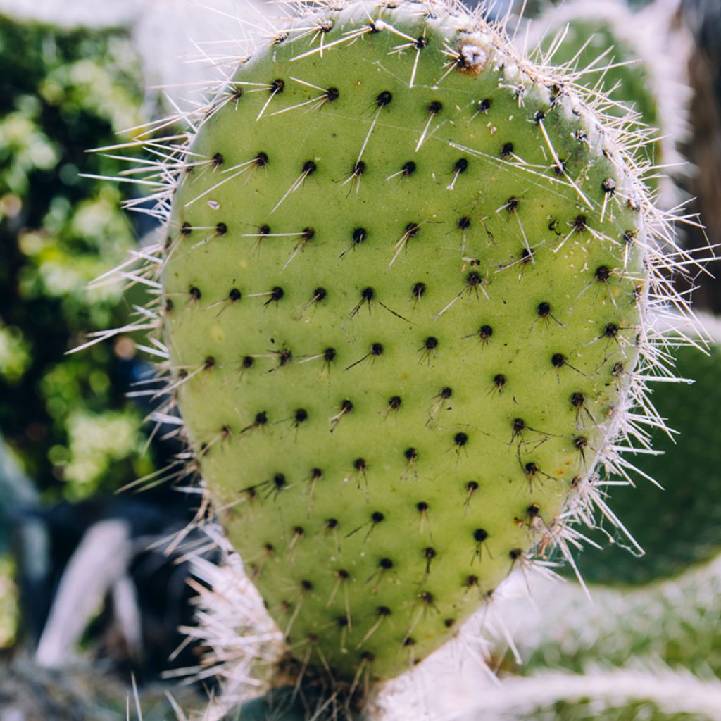 Opuntia bergeriana - Prickly Pear