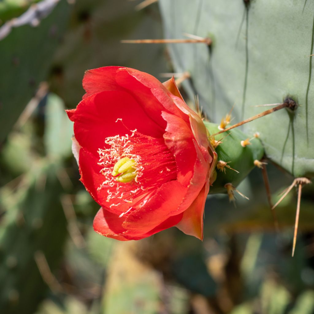 Opuntia bergeriana - Prickly Pear