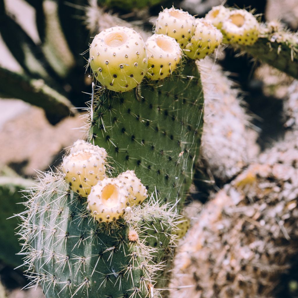 Opuntia bergeriana - Prickly Pear