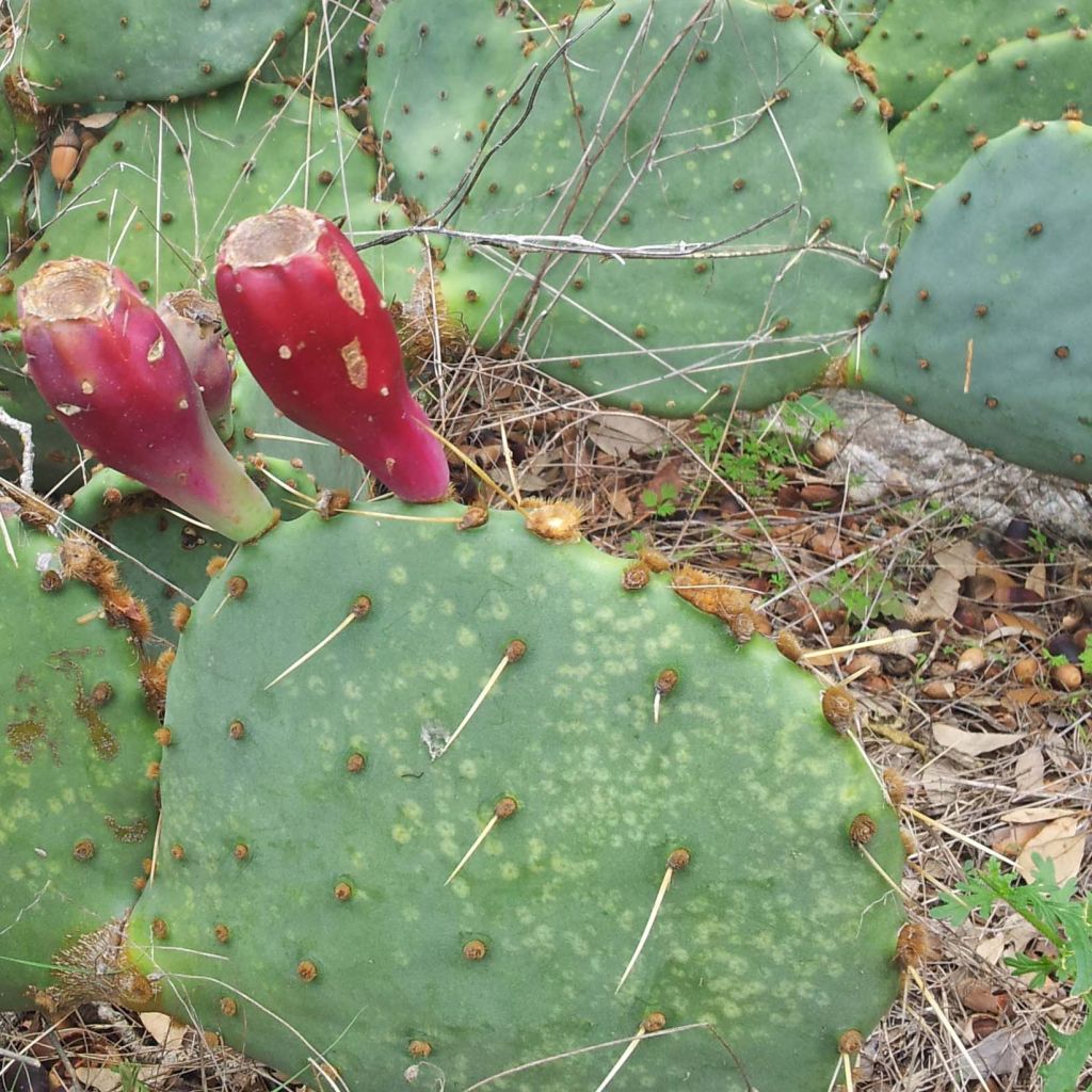 Opuntia engelmannii var. indheimeri - Prickly Pear