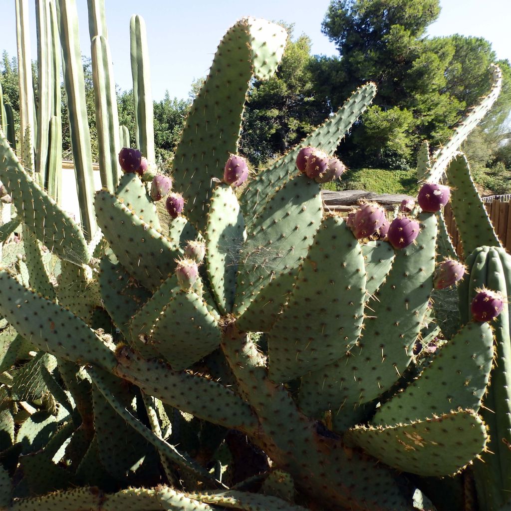 Opuntia engelmannii var. linguiformis - Prickly Pear