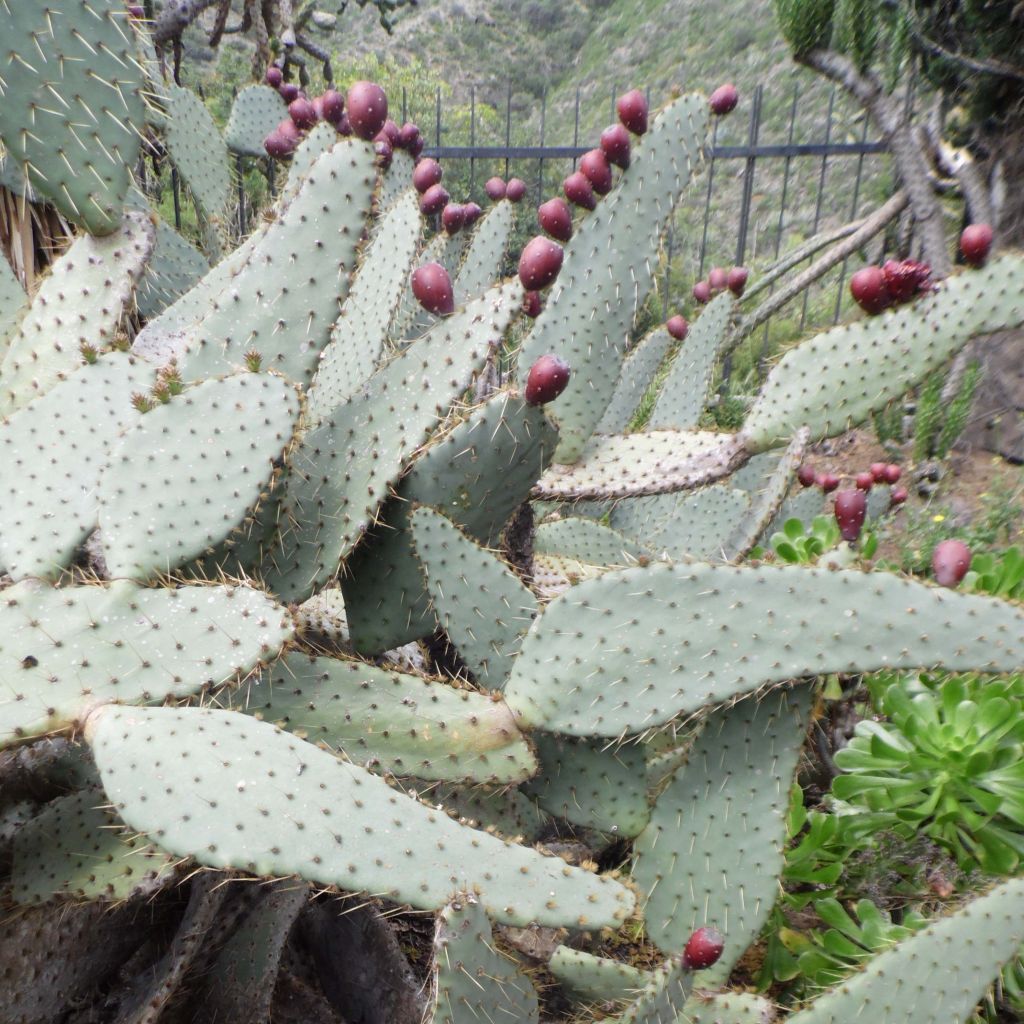 Opuntia engelmannii var. linguiformis - Prickly Pear
