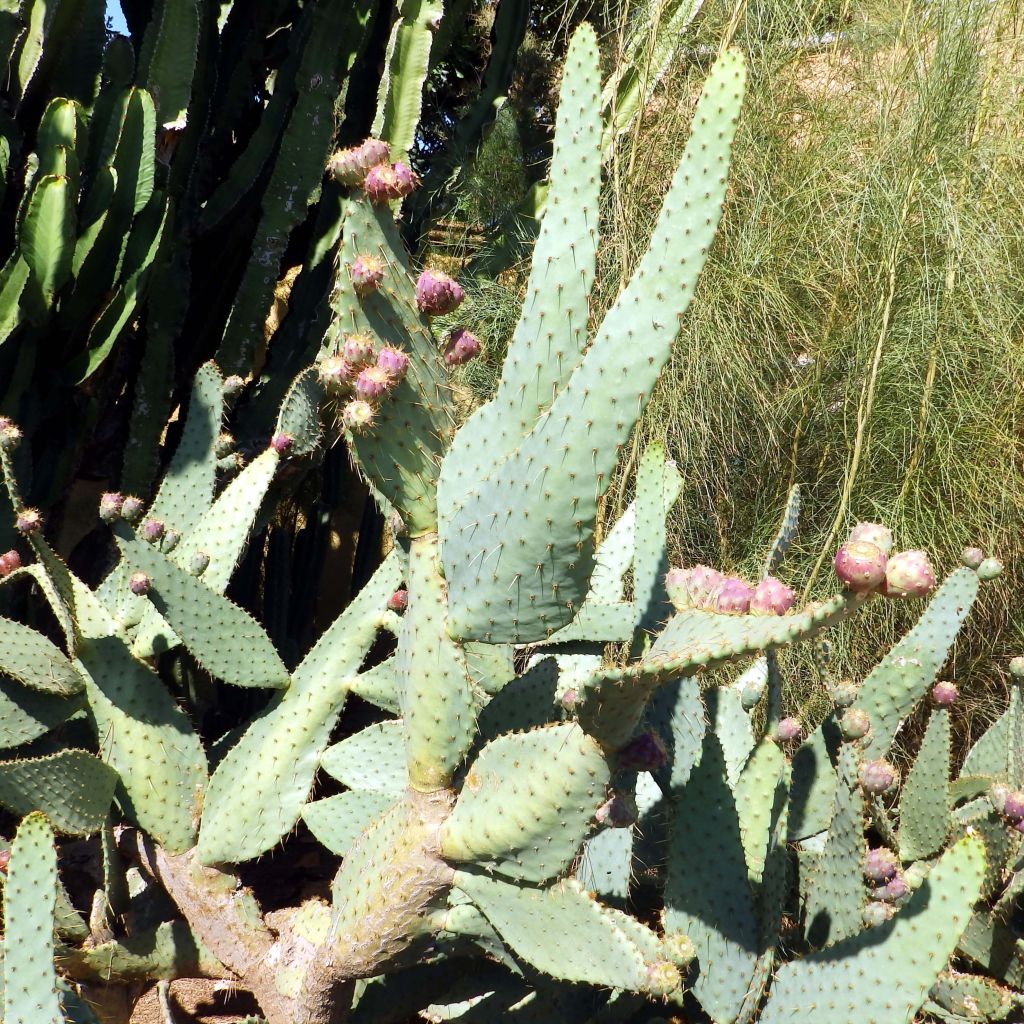 Opuntia engelmannii var. linguiformis - Prickly Pear