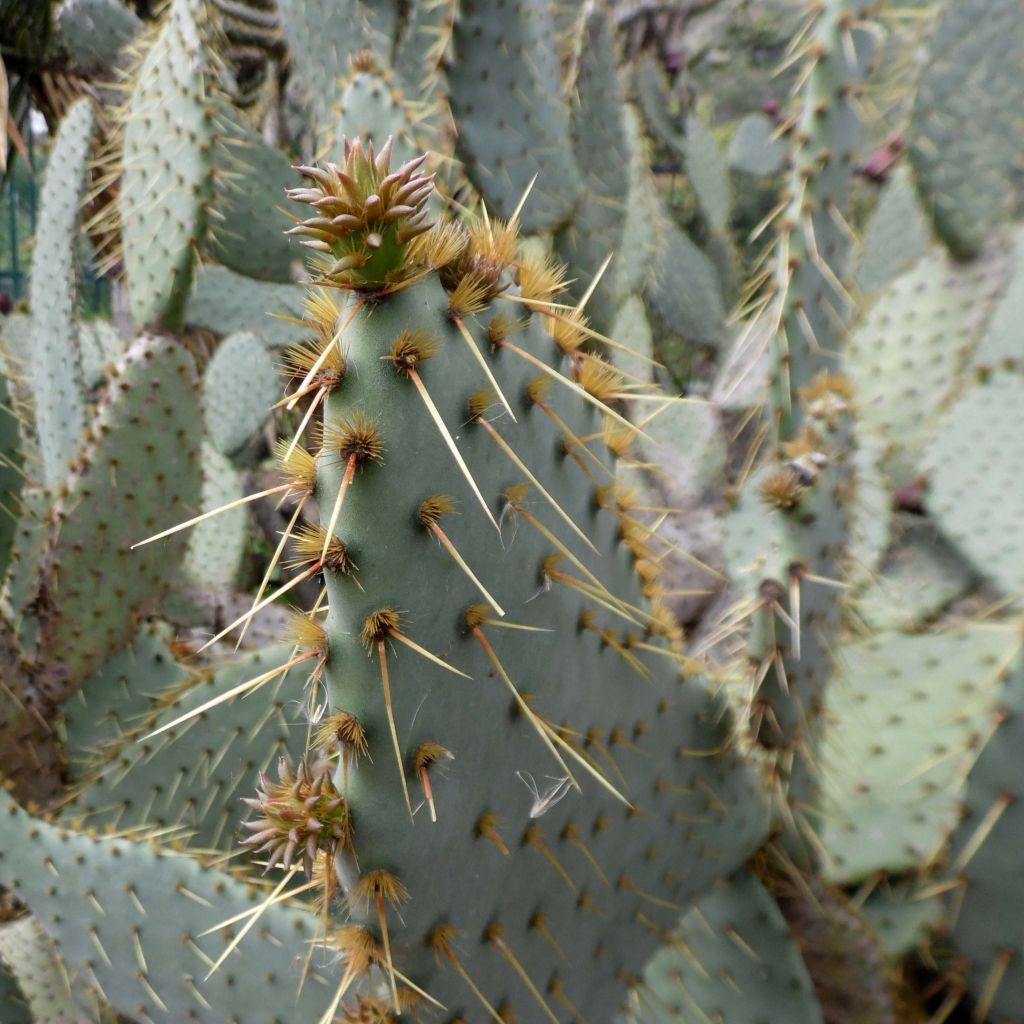Opuntia engelmannii var. linguiformis - Prickly Pear