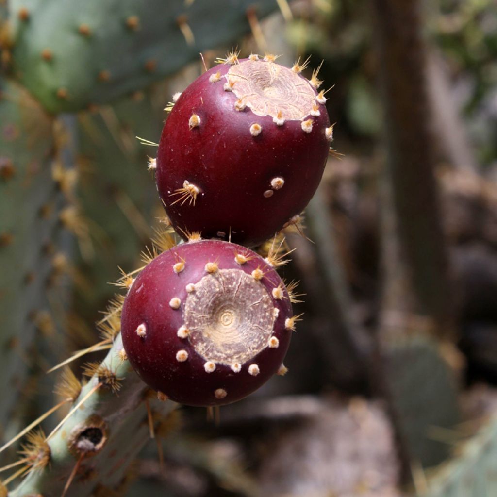Opuntia engelmannii var. linguiformis - Prickly Pear