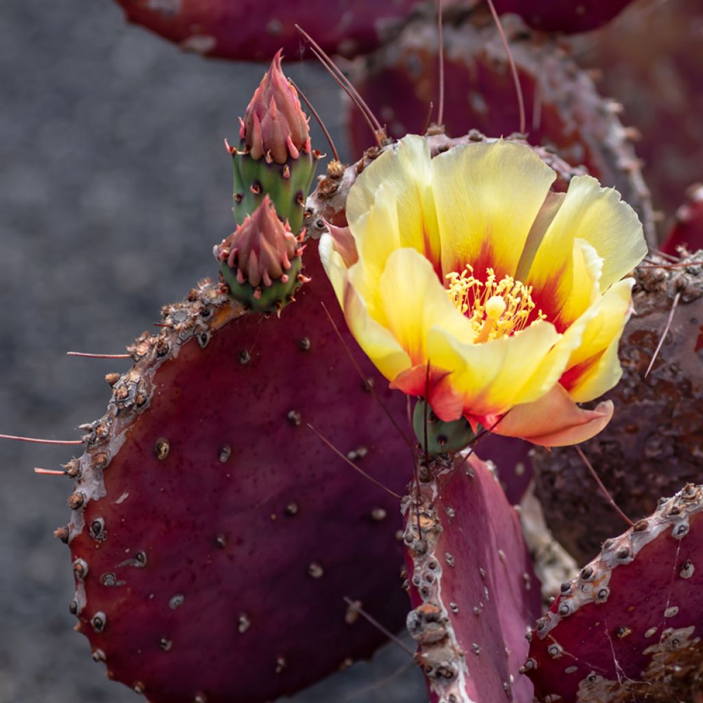 Opuntia macrocentra - Purple prickly pear