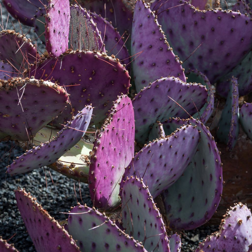 Opuntia macrocentra - Purple prickly pear
