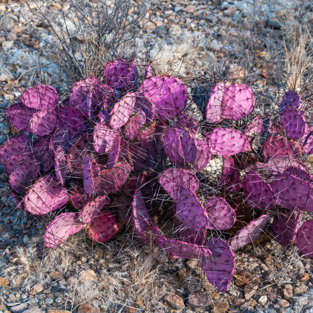 Opuntia macrocentra - Purple prickly pear