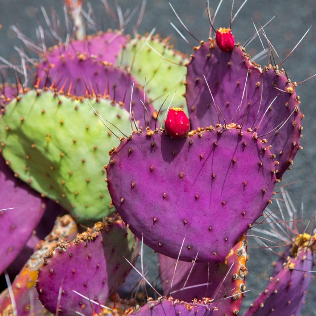 Opuntia macrocentra - Purple prickly pear