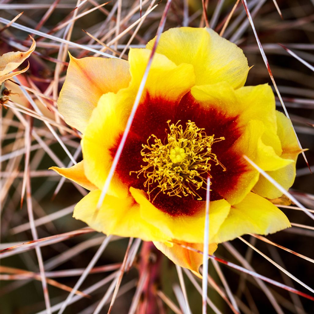 Opuntia macrocentra - Purple prickly pear