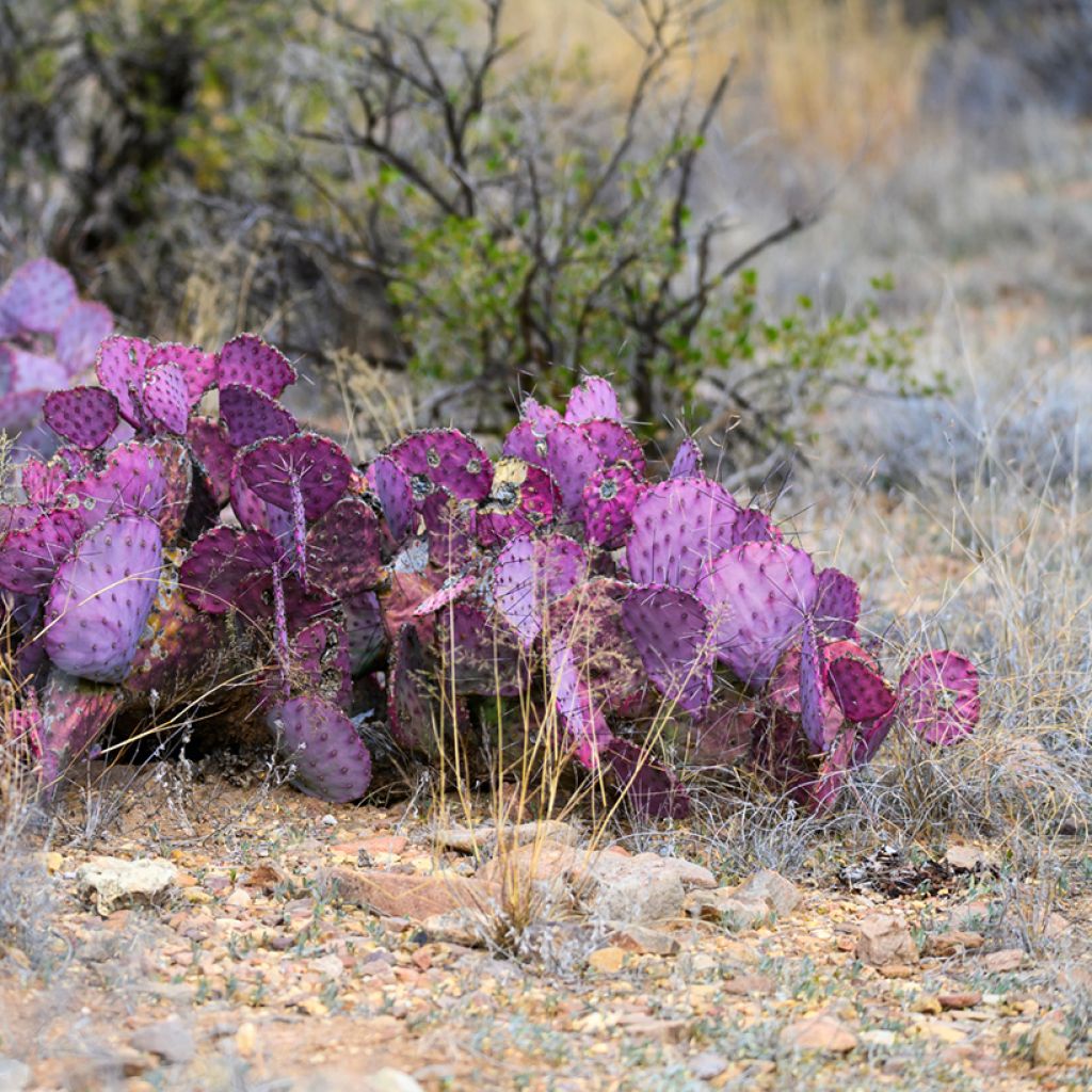 Opuntia macrocentra - Purple prickly pear