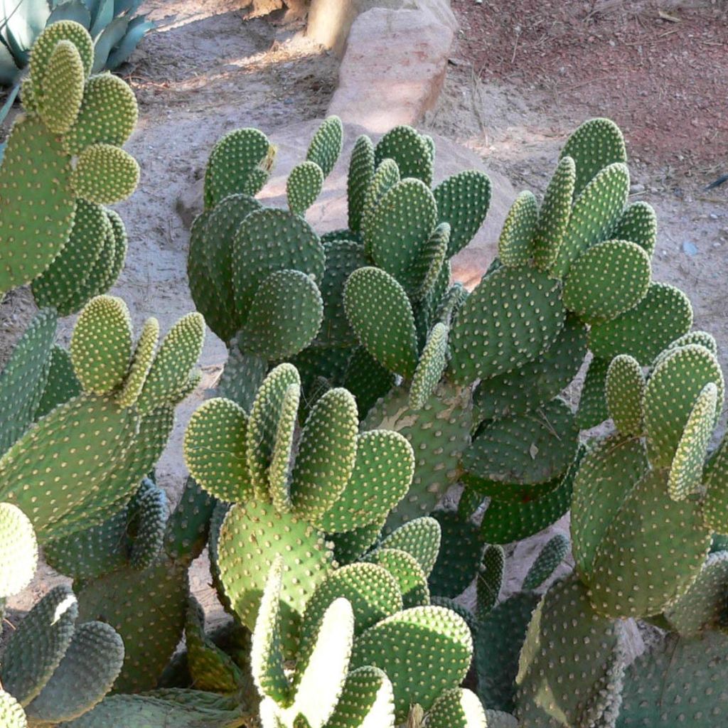 Opuntia microdasys - Prickly Pear