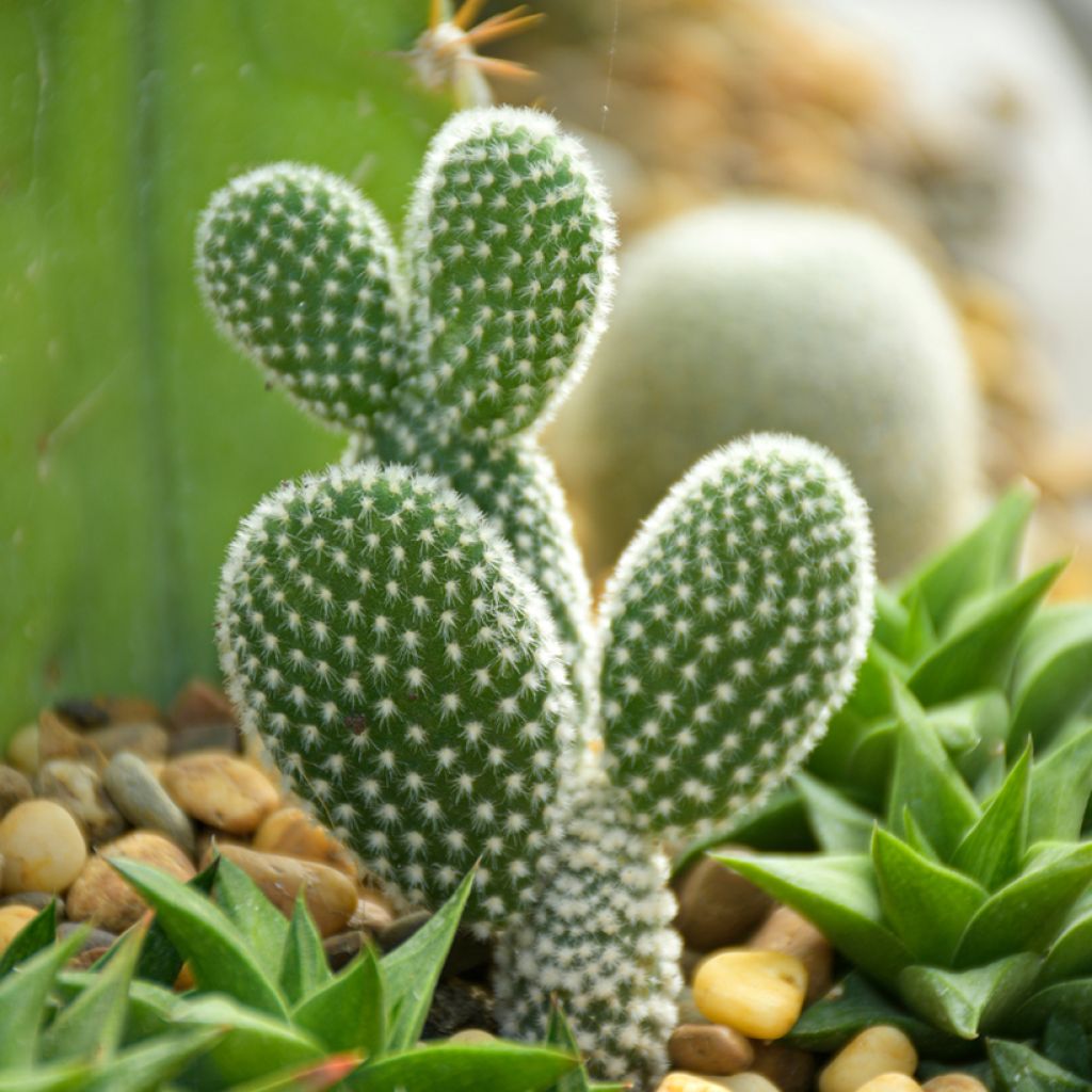 Opuntia microdasys var. albispina - Bunny ears cactus