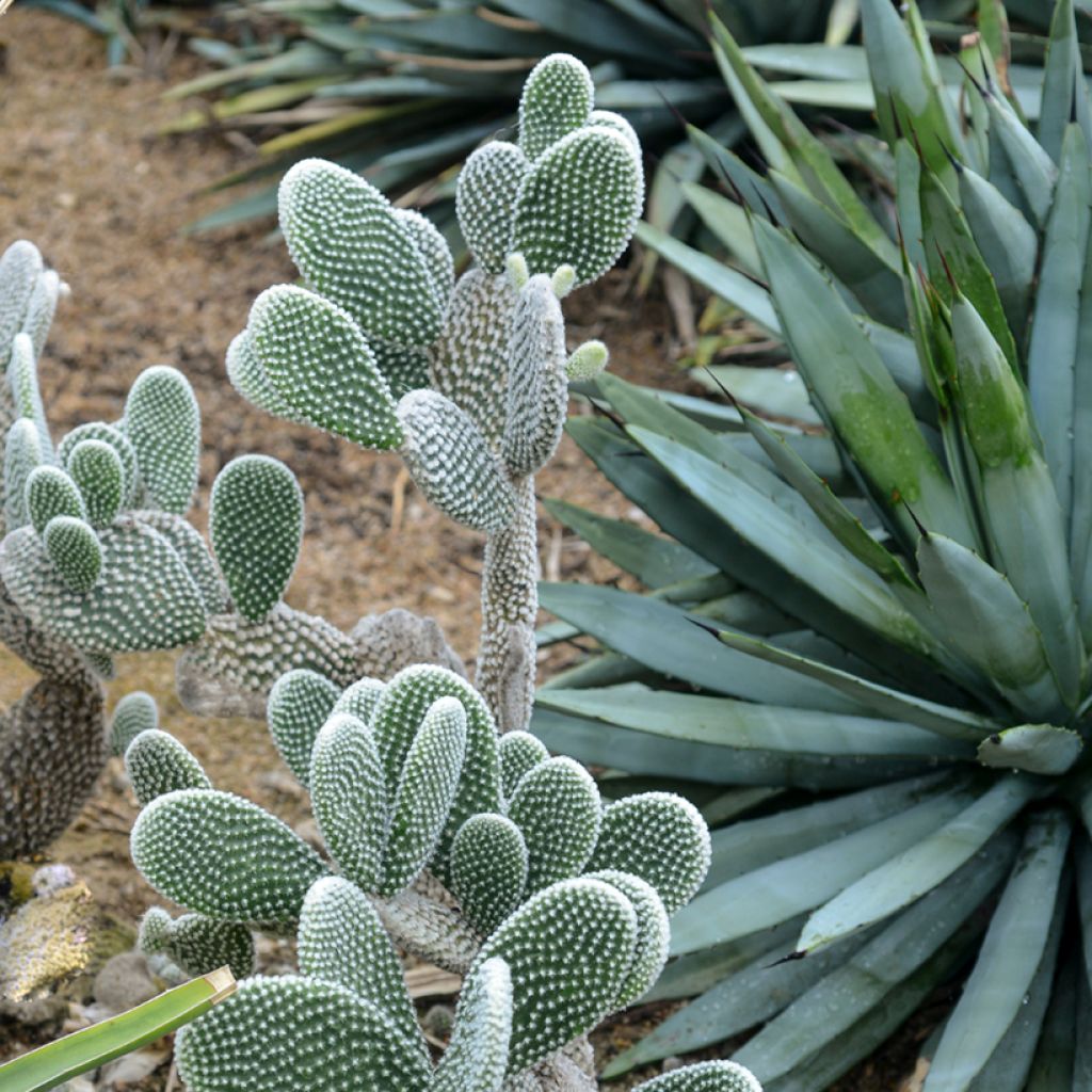 Opuntia microdasys var. albispina - Bunny ears cactus