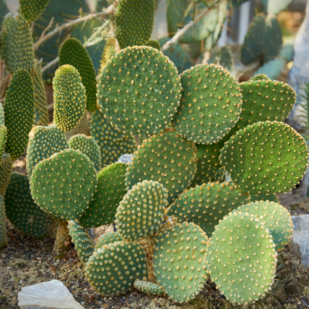 Opuntia microdasys var. pallida - Bunny ears cactus