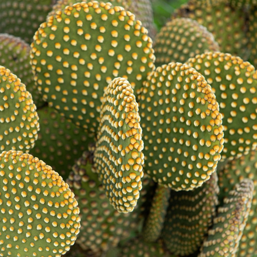 Opuntia microdasys var. pallida - Bunny ears cactus