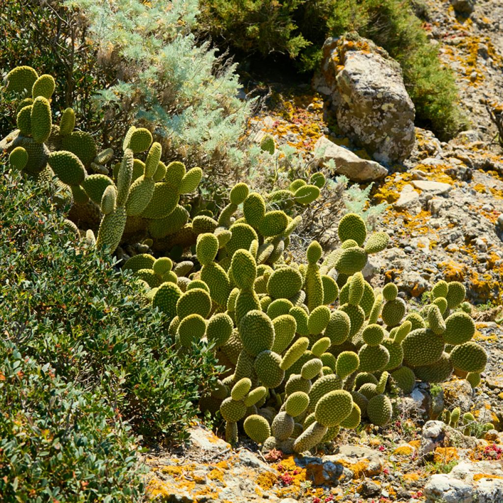 Opuntia microdasys var. pallida - Bunny ears cactus