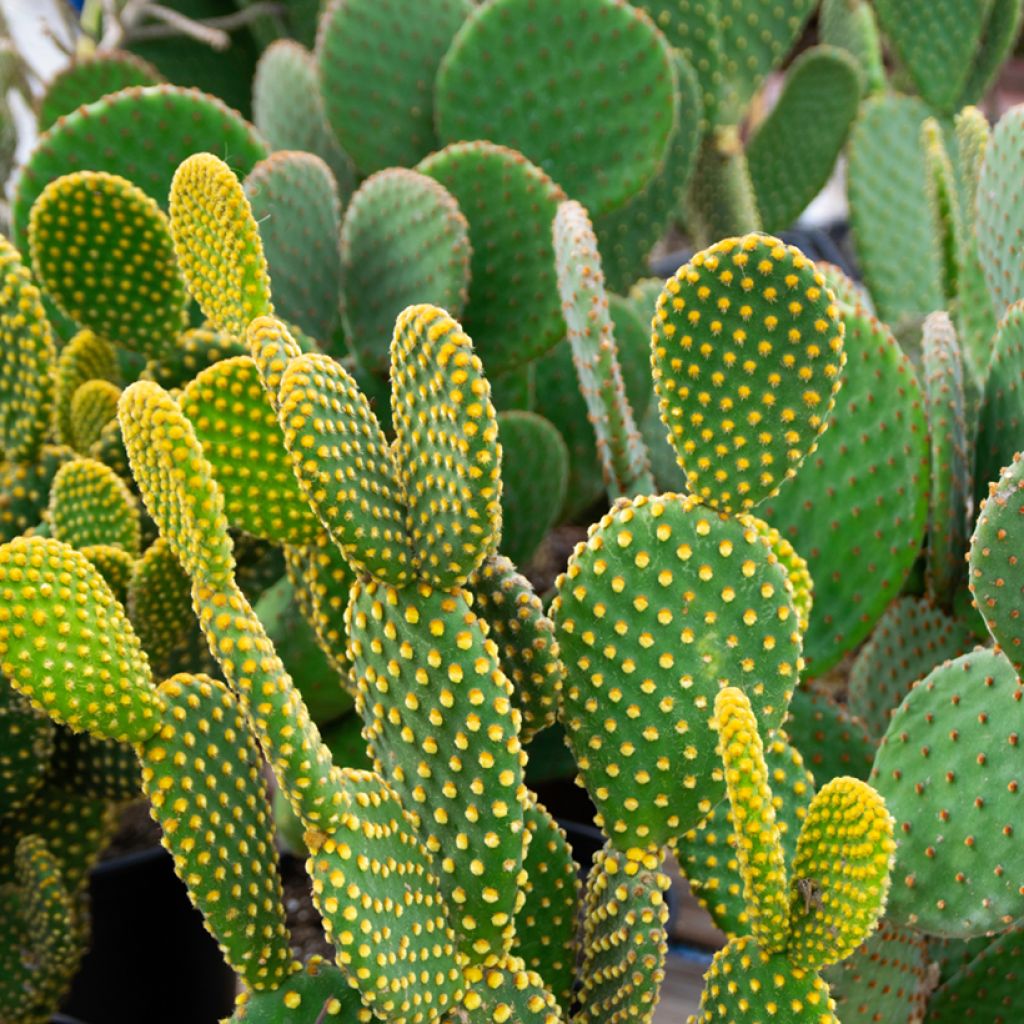 Opuntia microdasys var. pallida - Bunny ears cactus