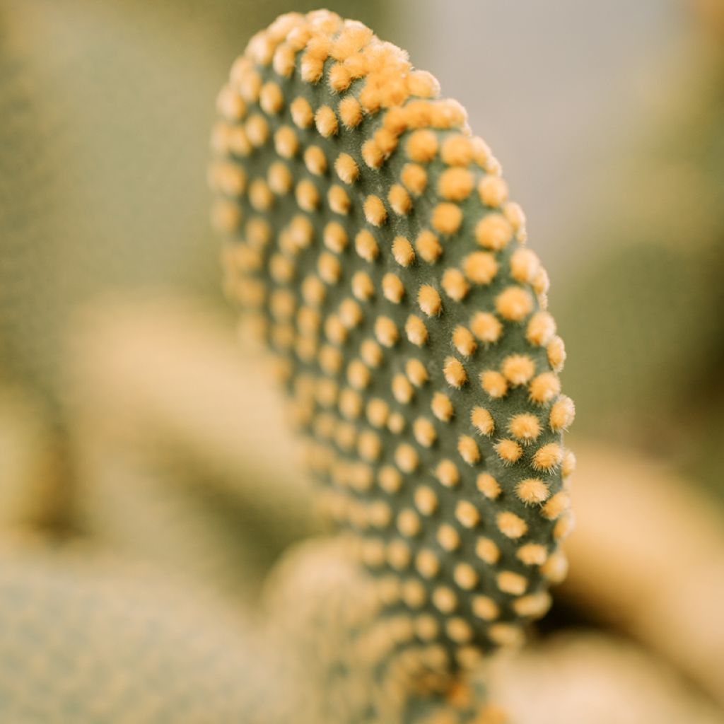 Opuntia microdasys var. pallida - Bunny ears cactus