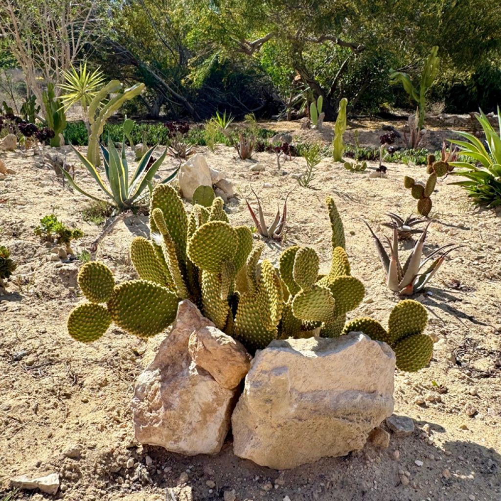 Opuntia microdasys var. pallida - Bunny ears cactus