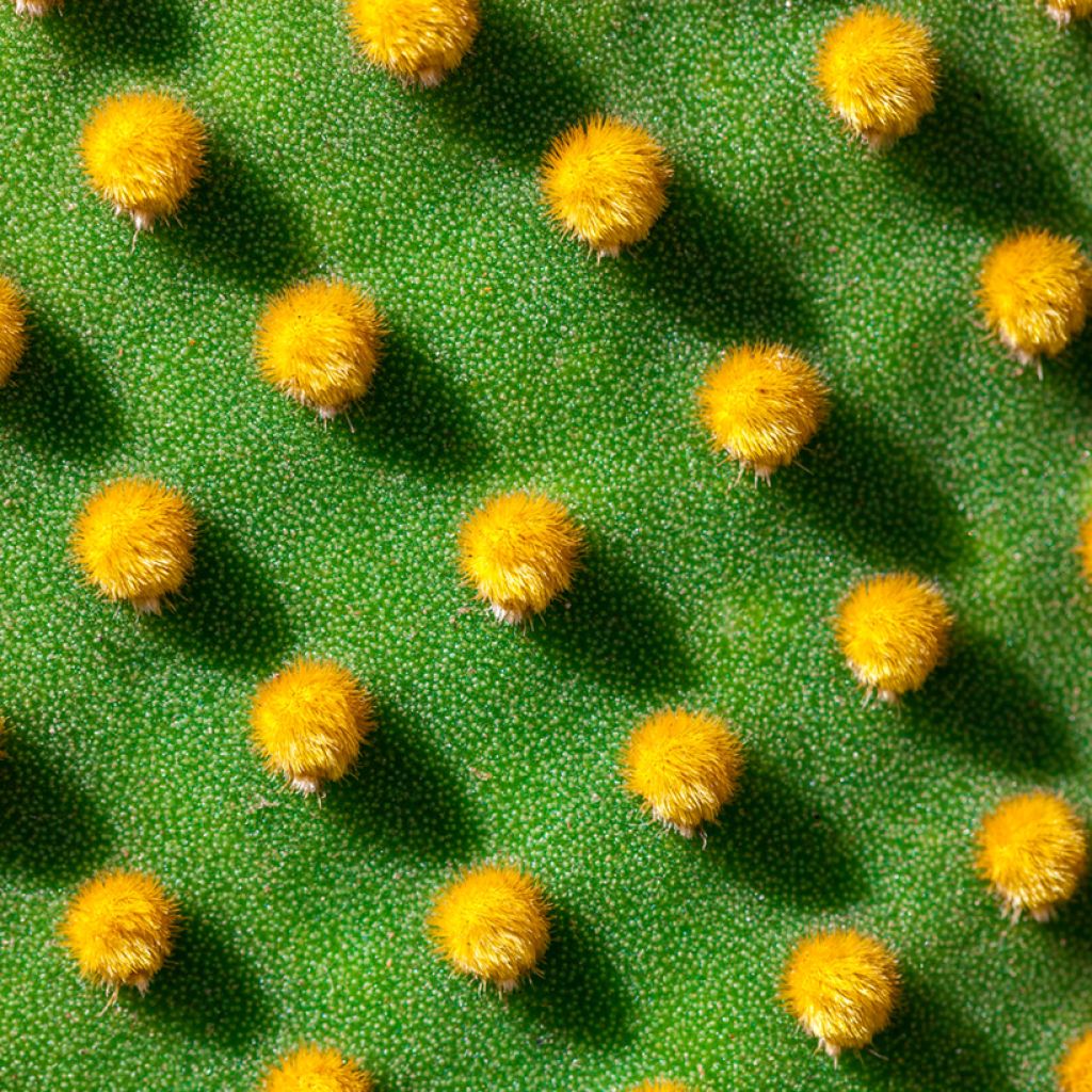 Opuntia microdasys var. pallida - Bunny ears cactus