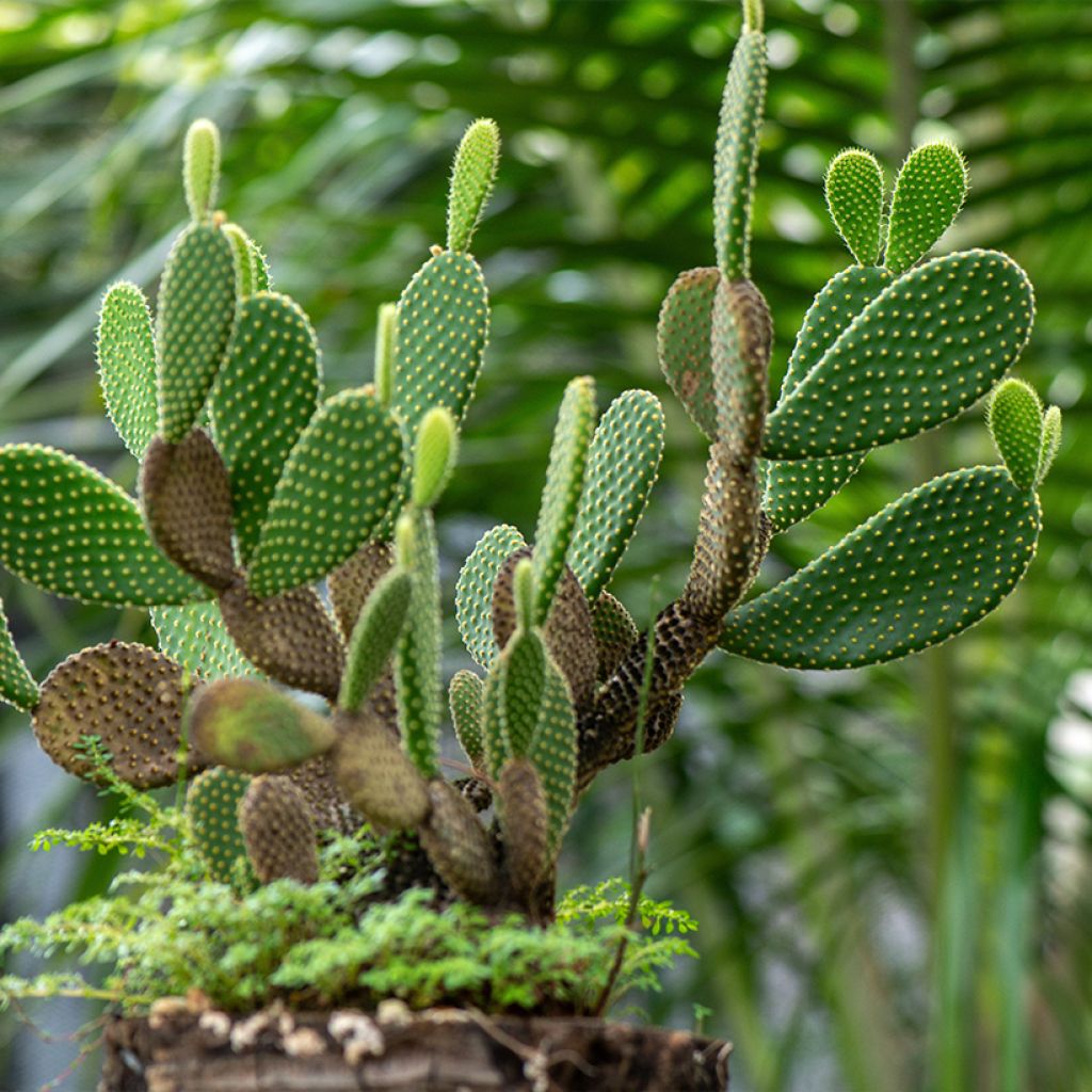 Opuntia microdasys var. pallida - Bunny ears cactus