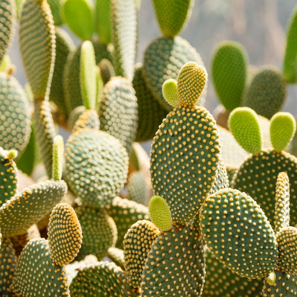 Opuntia microdasys var. pallida - Bunny ears cactus