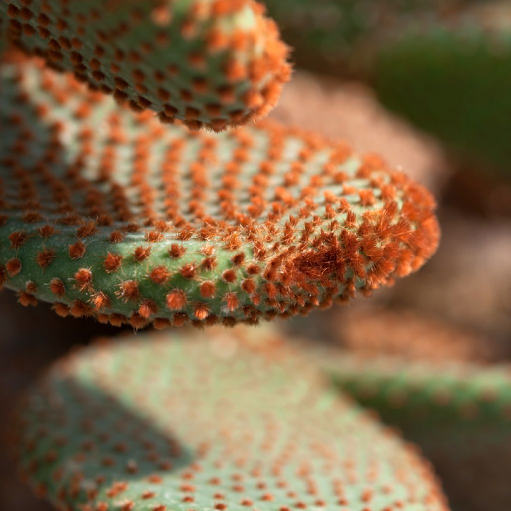 Opuntia microdasys var. rufida - Bunny ears cactus