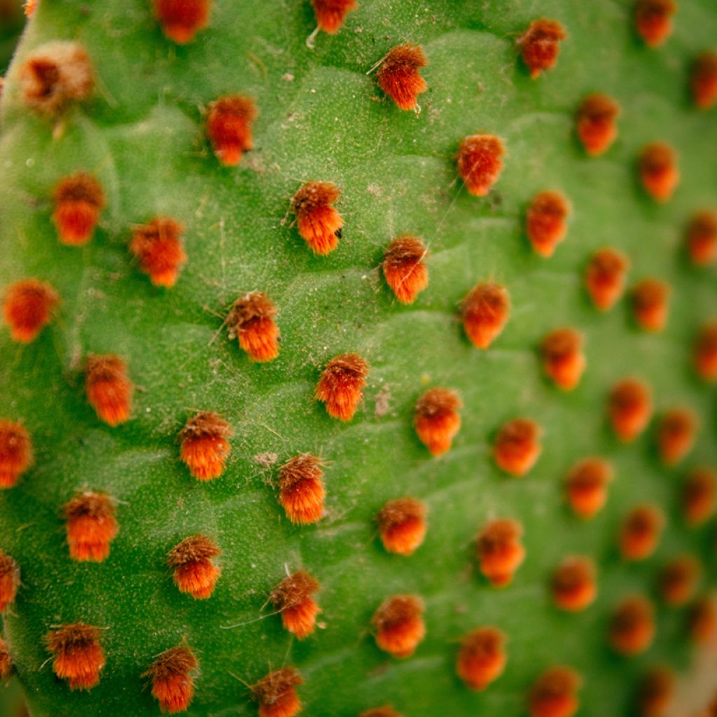 Opuntia microdasys var. rufida - Bunny ears cactus