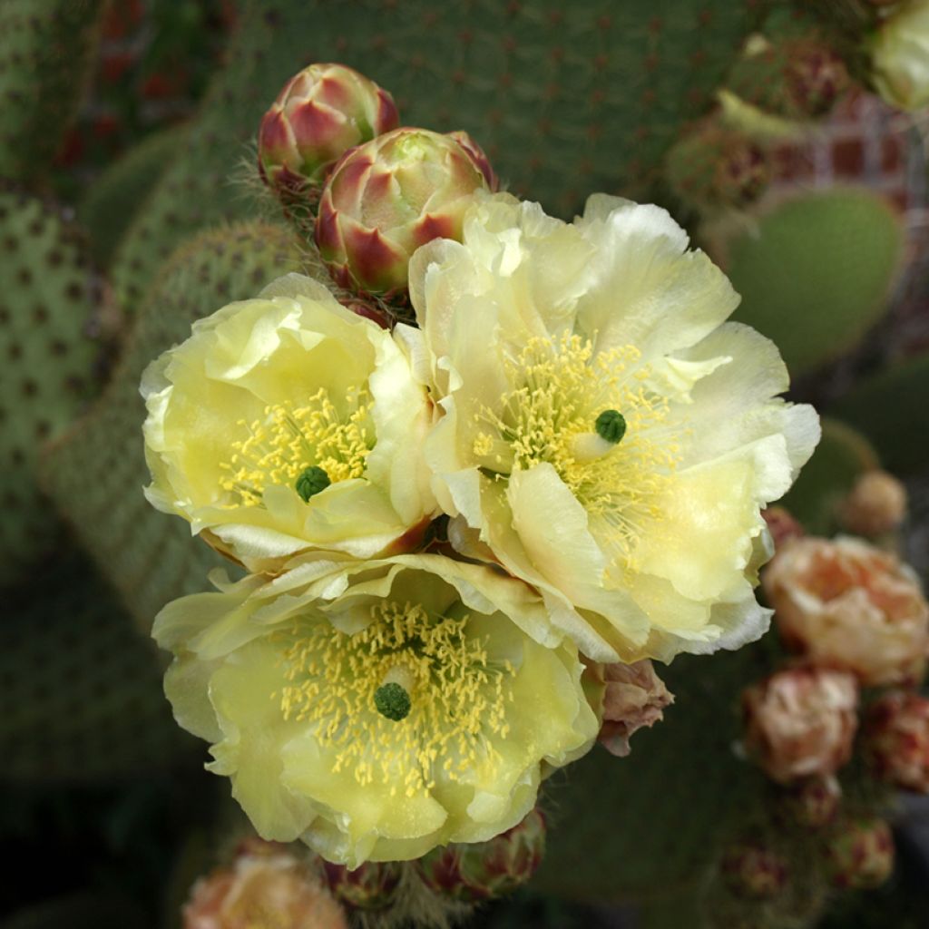 Opuntia microdasys var. rufida - Bunny ears cactus