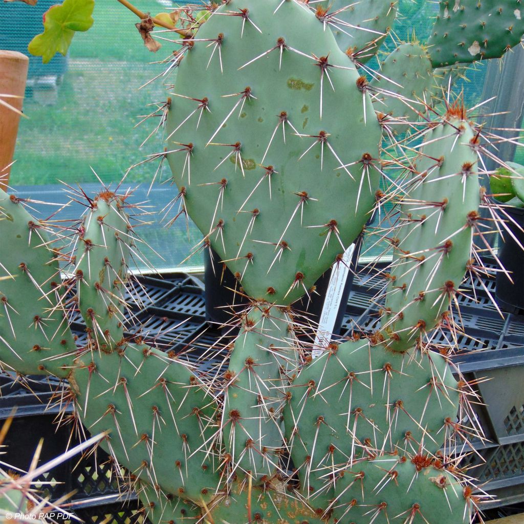 Opuntia phaeacantha Mojavensis - Prickly Pear