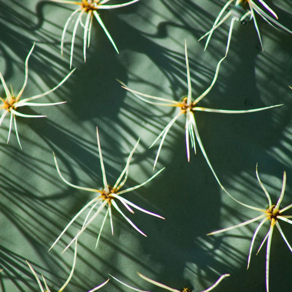 Opuntia robusta - Wheel cactus