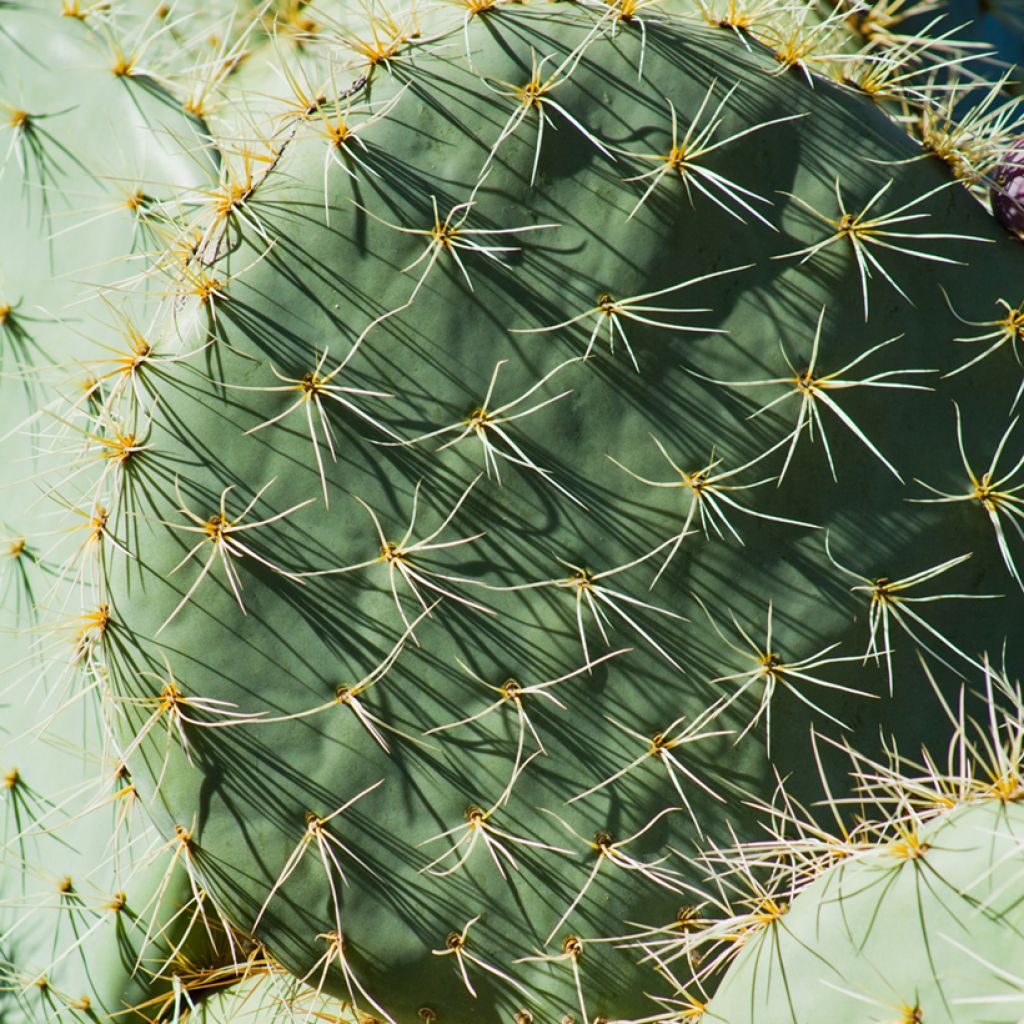 Opuntia robusta - Wheel cactus