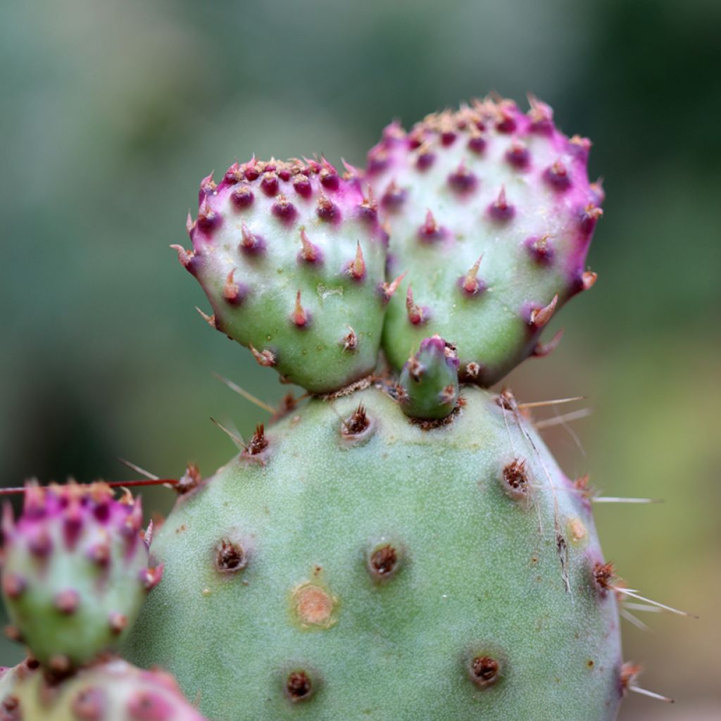 Opuntia santa-rita - Purple prickly pear