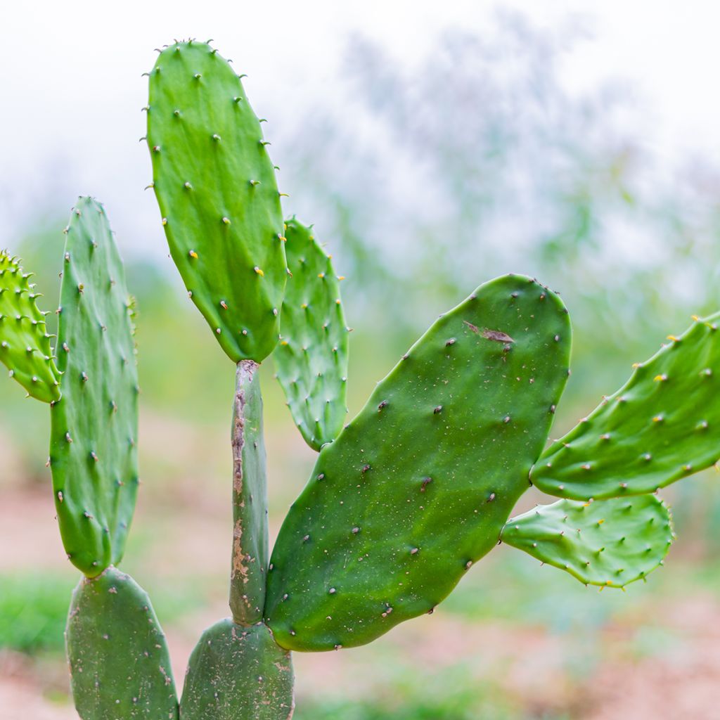 Opuntia jamaicensis - Jamaica prickly pear