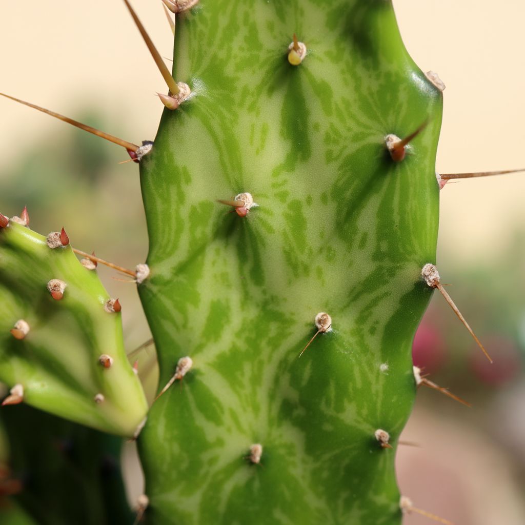 Opuntia jamaicensis Ghost - Jamaica prickly pear