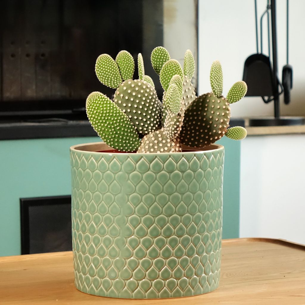 Opuntia microdasys var. albispina - Bunny ears cactus