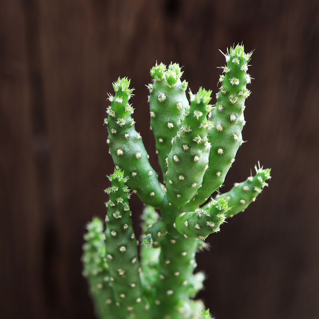 Opuntia monacantha - Prickly pear cactus