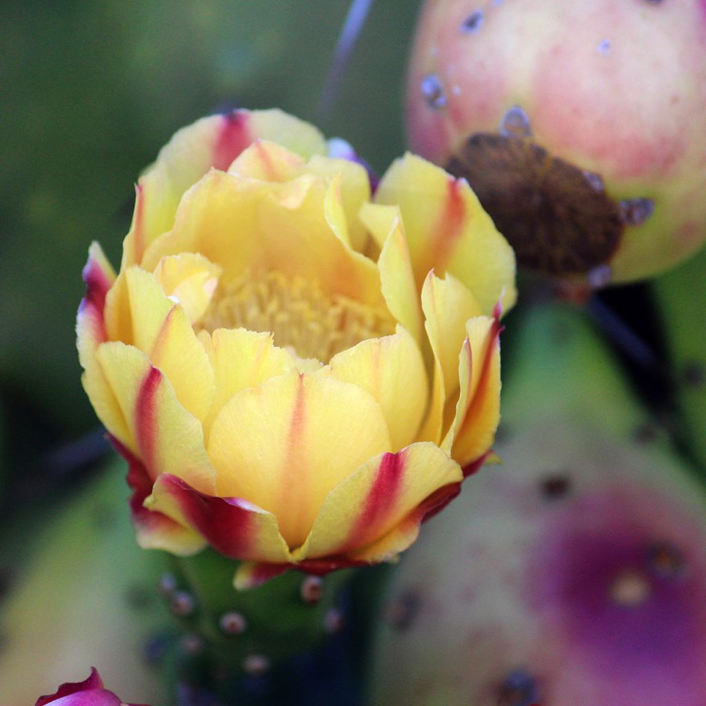 Opuntia monacantha - Prickly pear cactus