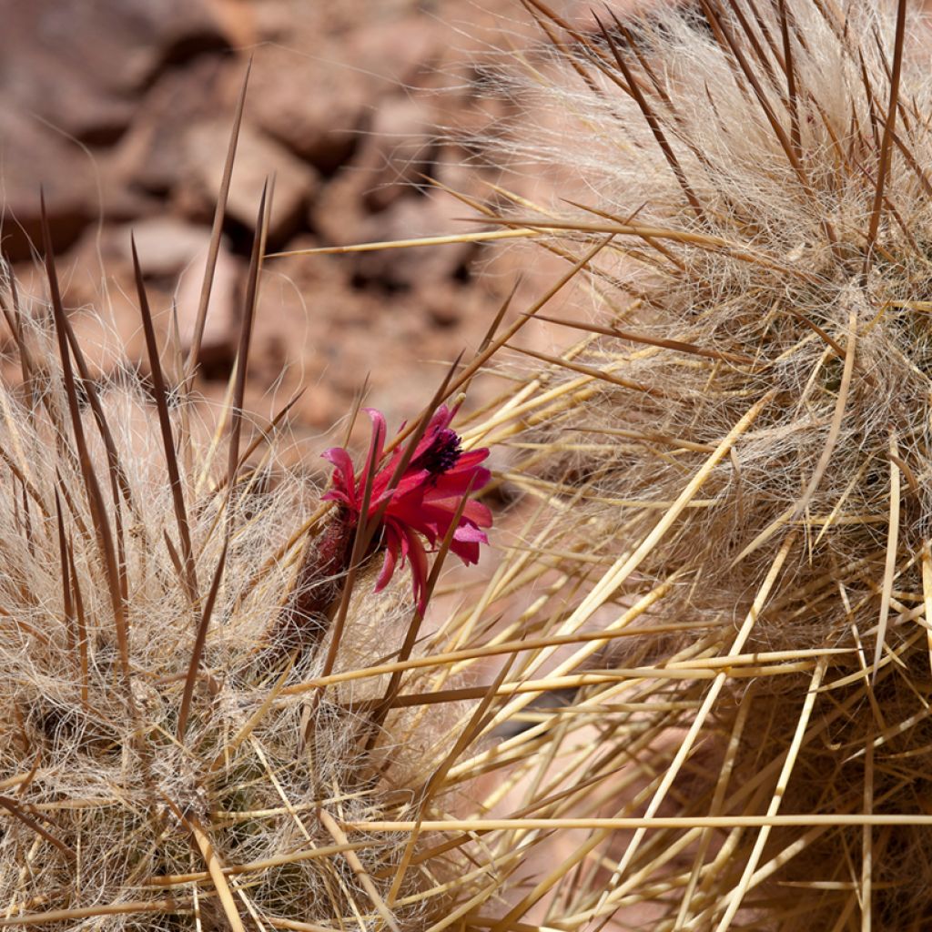 Oreocereus leucotrichus - Cactus