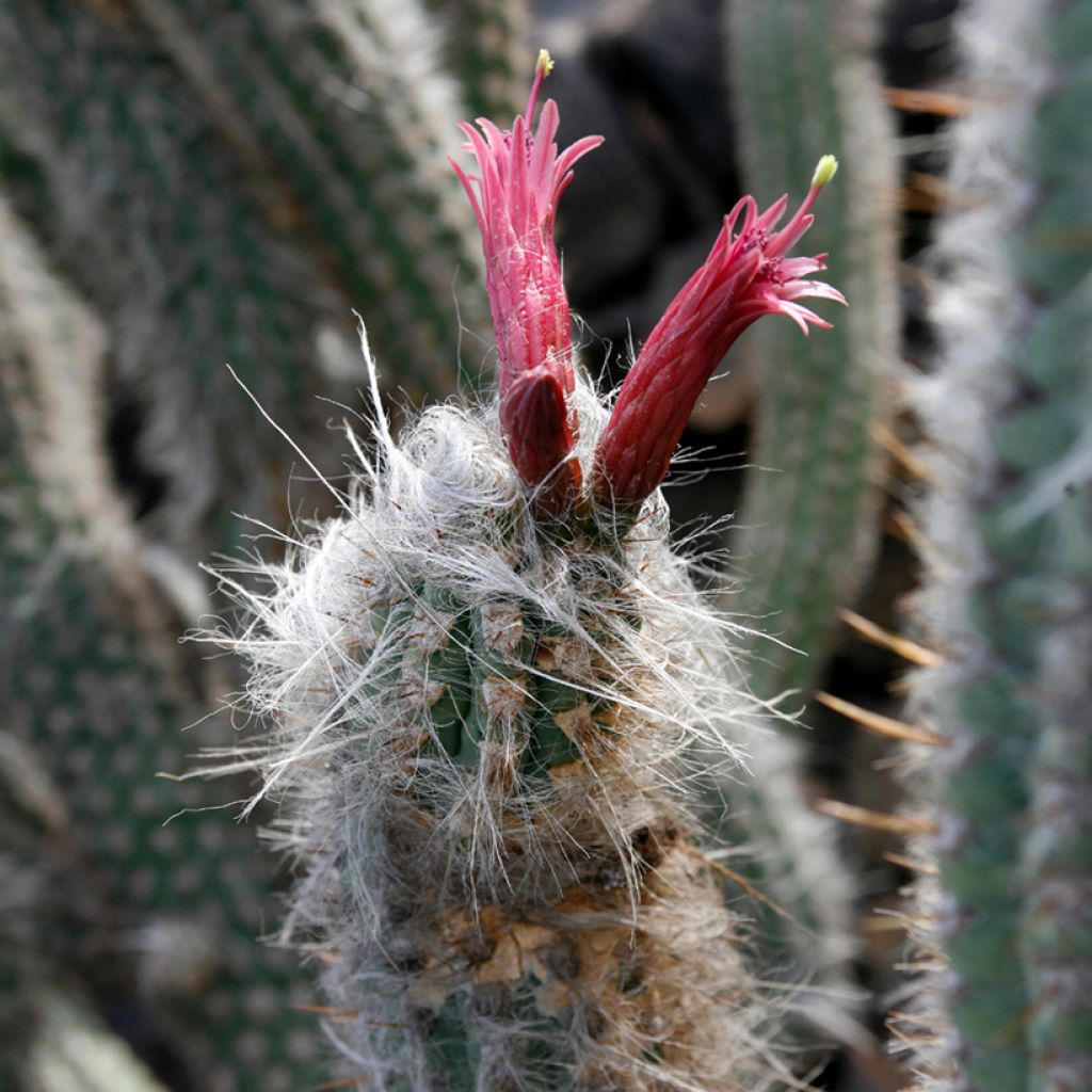 Oreocereus leucotrichus - Cactus
