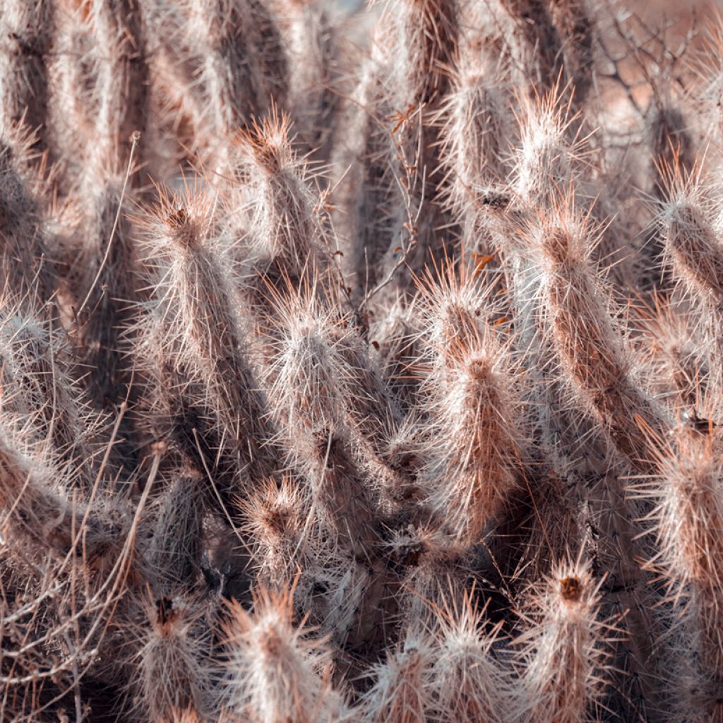 Oreocereus trollii - Old man of the Andes